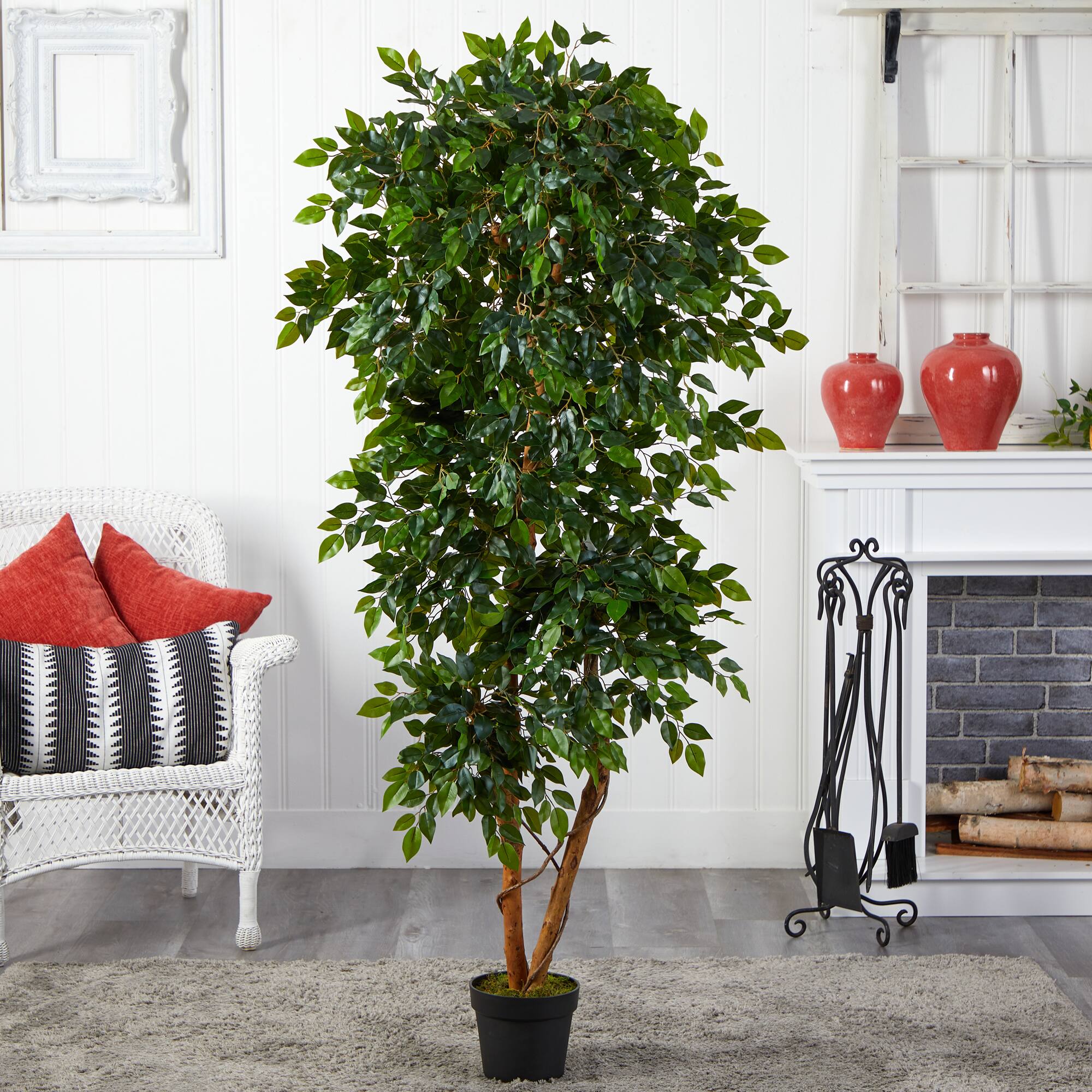 6ft. Potted Elegant Ficus Tree